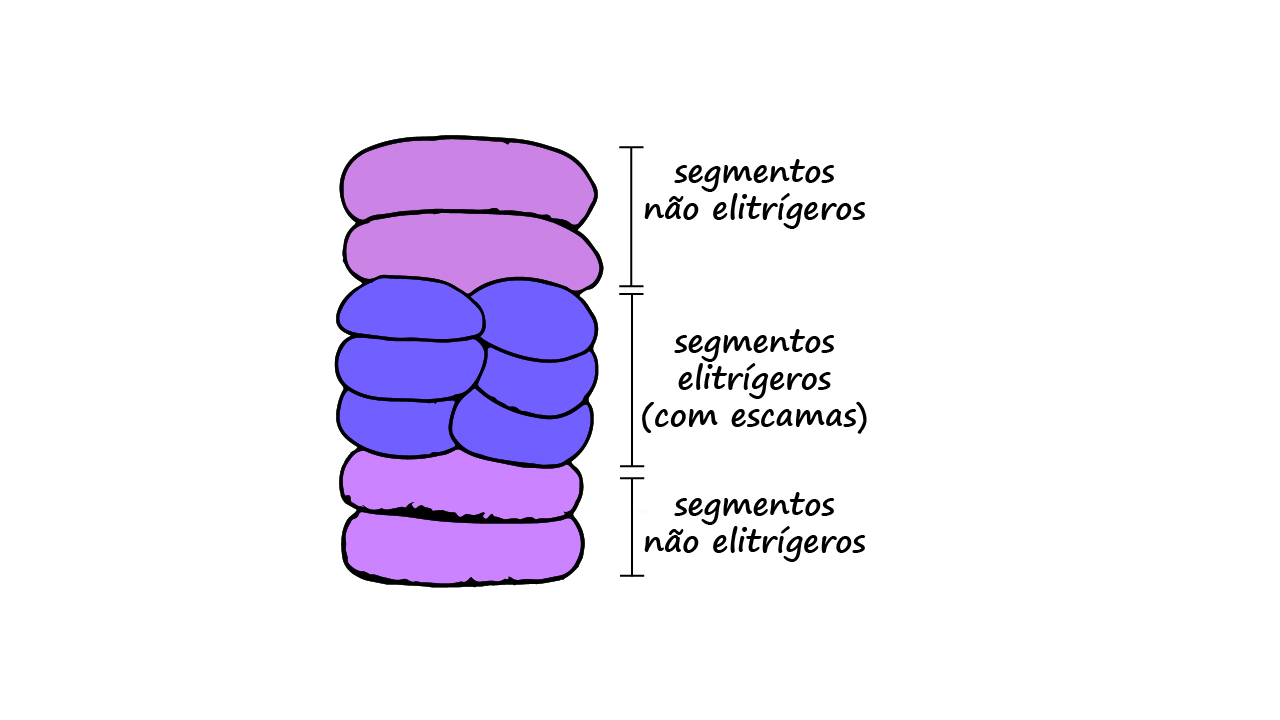 Aphroditiformia-segmentação-2.jpg